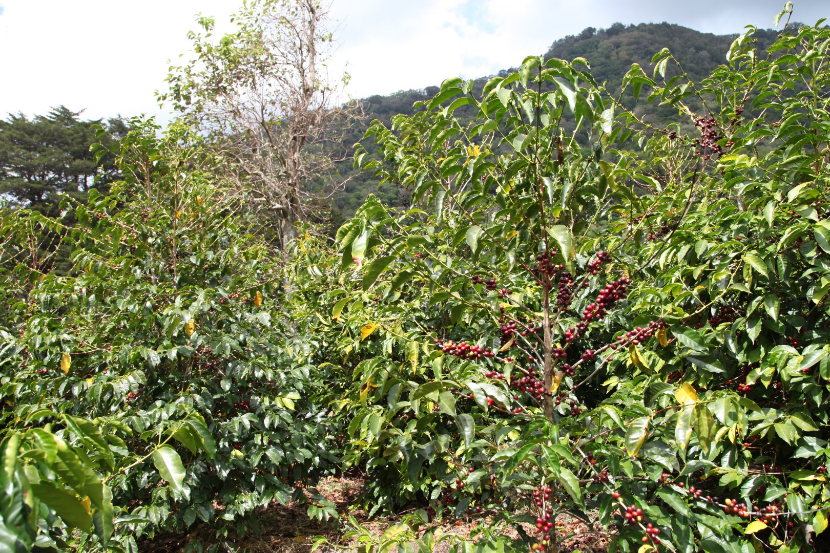 Les caféiers de Las Gallardo