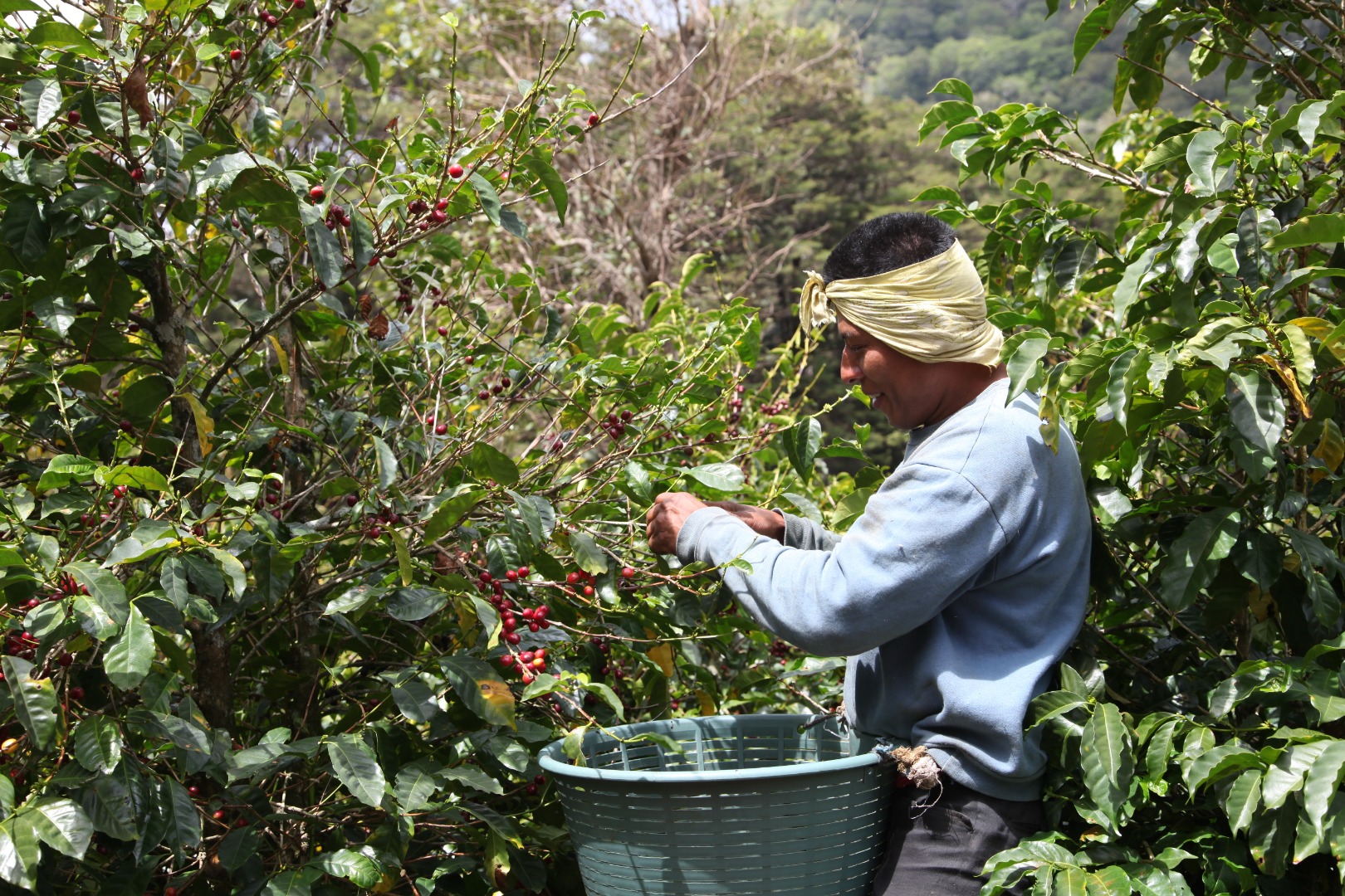 Cueillette du café Las Gallardo