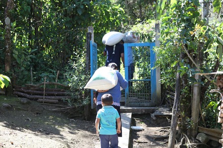 Café du terroir de Tenejapa