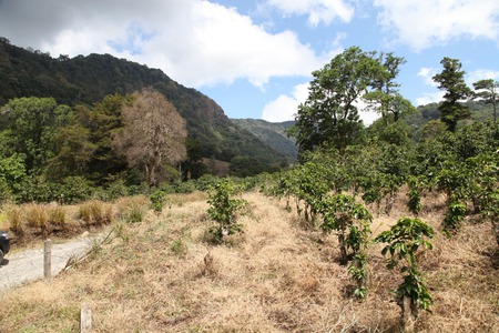 Culture de café à Las Gallardo